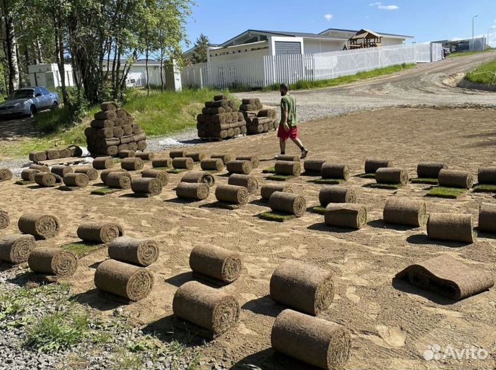 Качественный газон премиальный