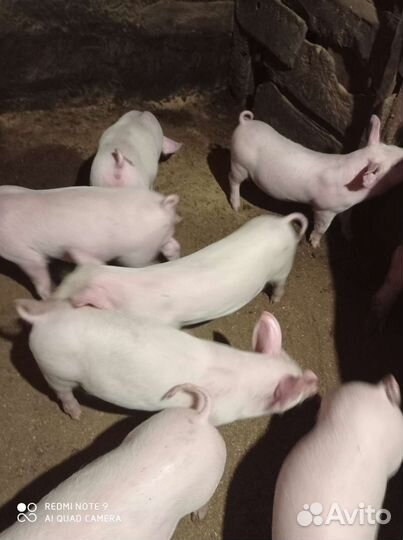 Поросята