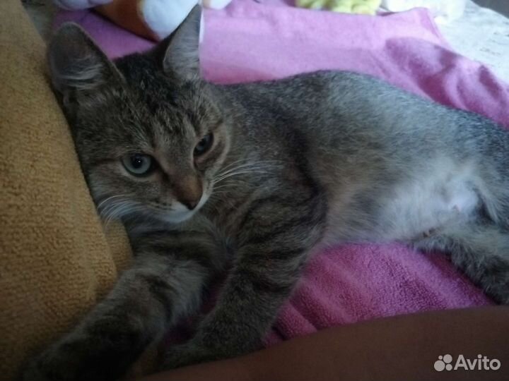 Нежная и ласковая, стерилизованная Соня