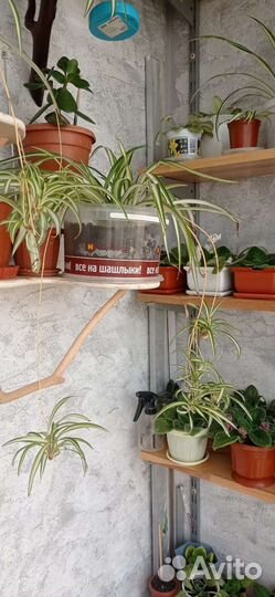 Хлорофитум