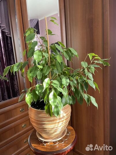 Фикус Бенджамина Регидан