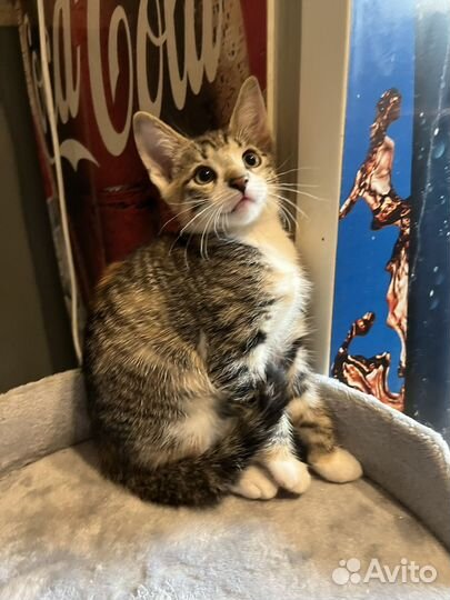 Котенок девочка 2 мес