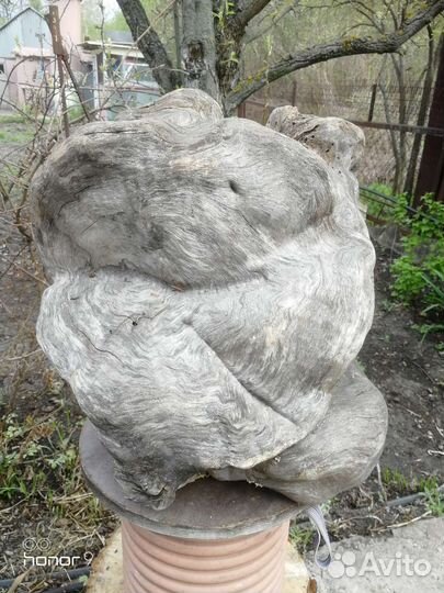 Кап березовый