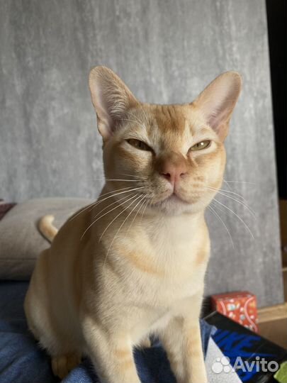 Вязка бурма