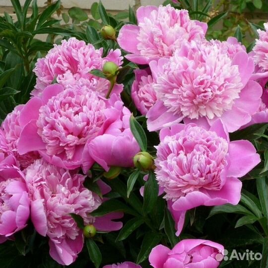 Корни пионов сортовые