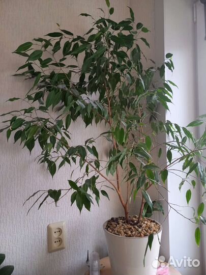 Комнатные цветы