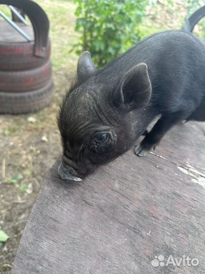 Микро pig