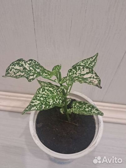 Гипоэстеса, бегония тигровая