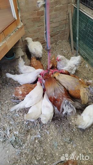 Куры несушки