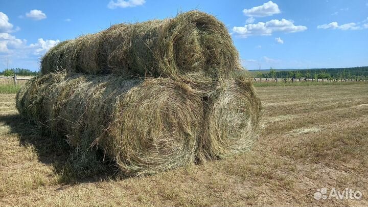 Сено в рулонах 2023г, люцерна 2024г диаметр 145