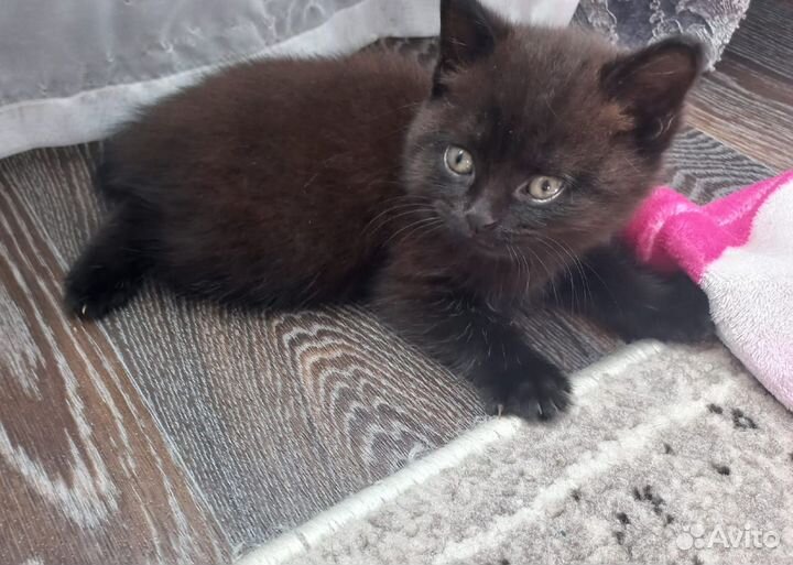 Шотландские котята