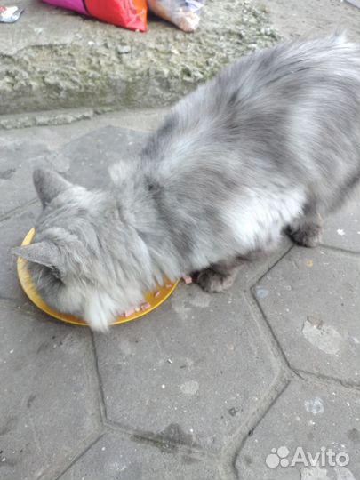 Персидский кот