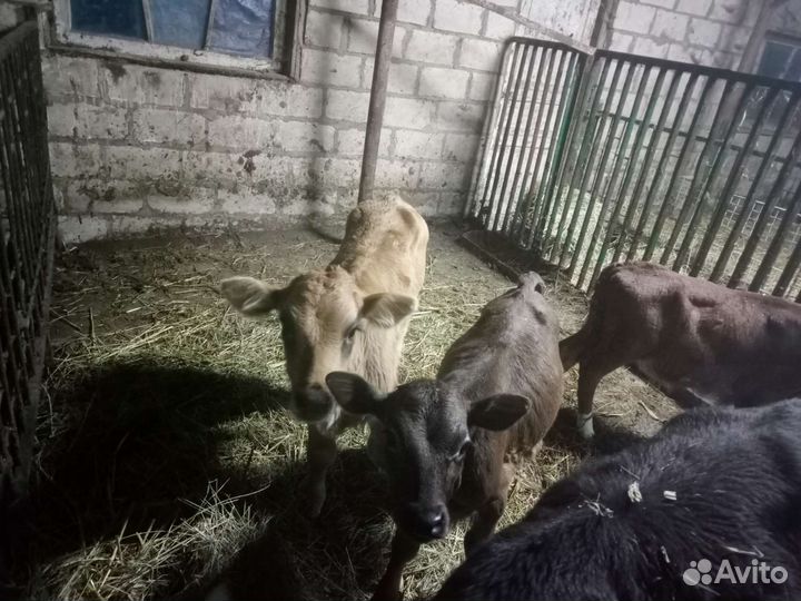 Телята бычки