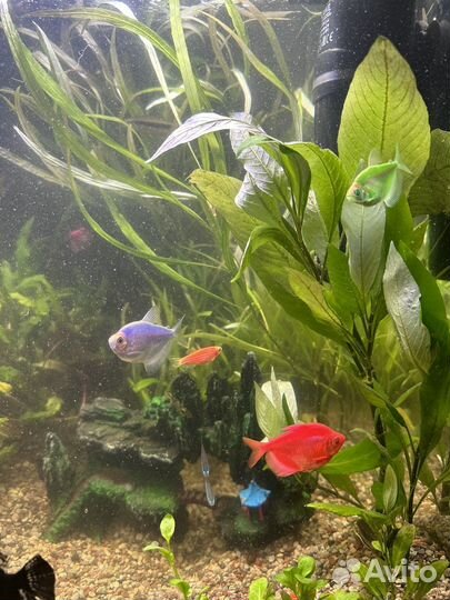 Тернеция глофиш 5 штук