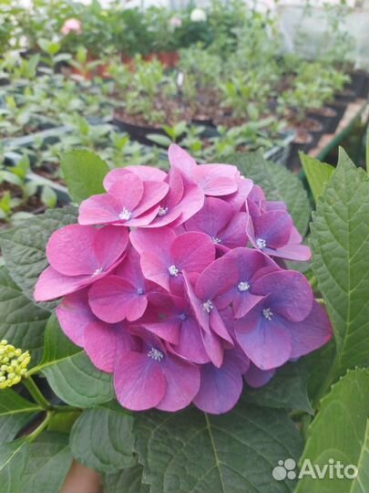 Гортензия крупнолистная