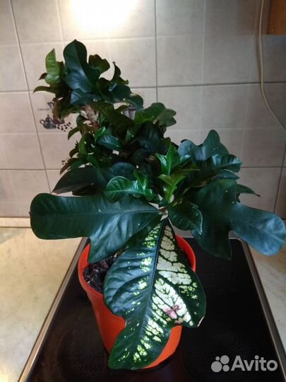 Кротон, филодендроны