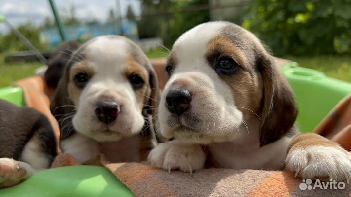 Щенки бигль
