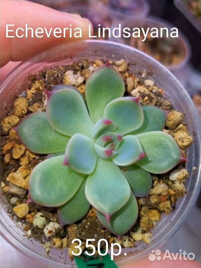 Суккуленты 5