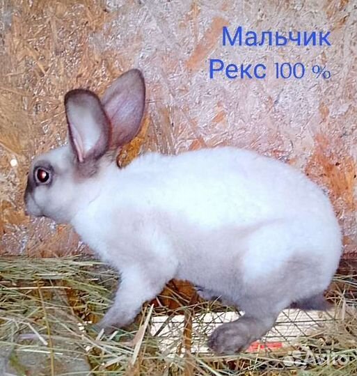 Кролики Рексы