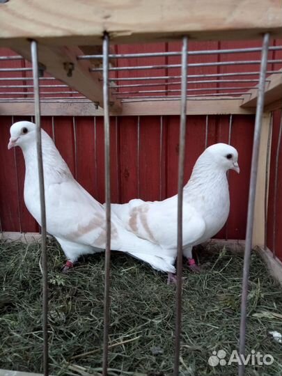 Голуби Пермские