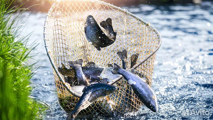 Молодь Форели живая подрощенная