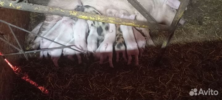 Поросята ландрас /петрен