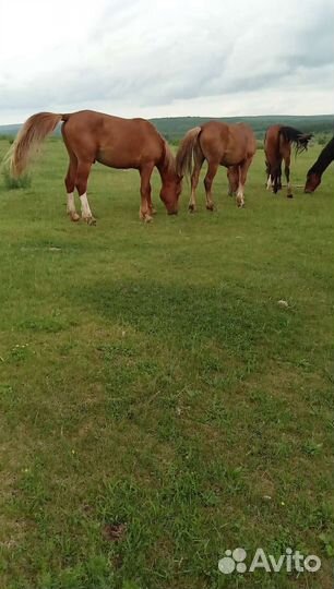 Лошадь жеребец