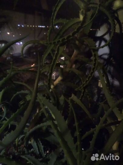 Алоэ лечебный. Фото 4 5 продано