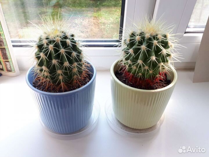 Кактусы и суккуленты