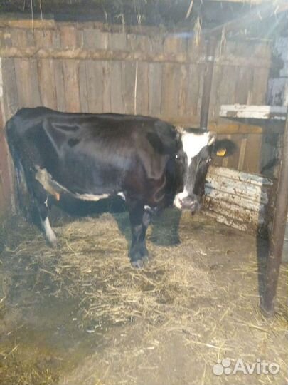Корова высокоудойная