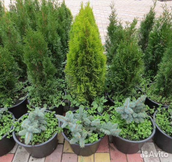 Саженцы хвойных деревьев