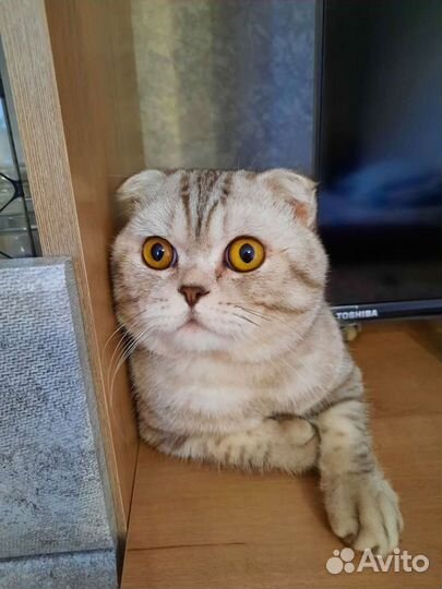 Шотландский кот вязка