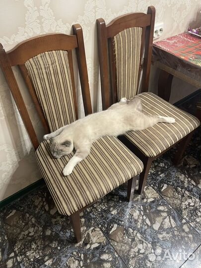 Отдам кота в добрые руки
