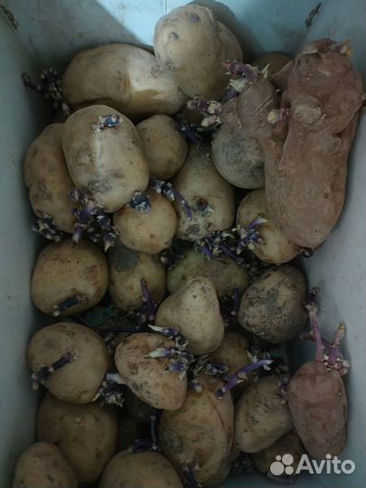 Картофель пророщенный