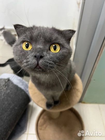 Вислоухий кот ищет дом