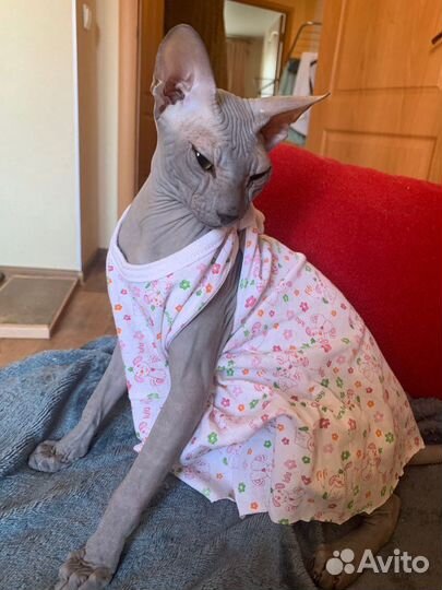 Донской сфинкс