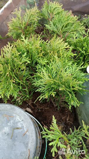 Туя шаровидная 