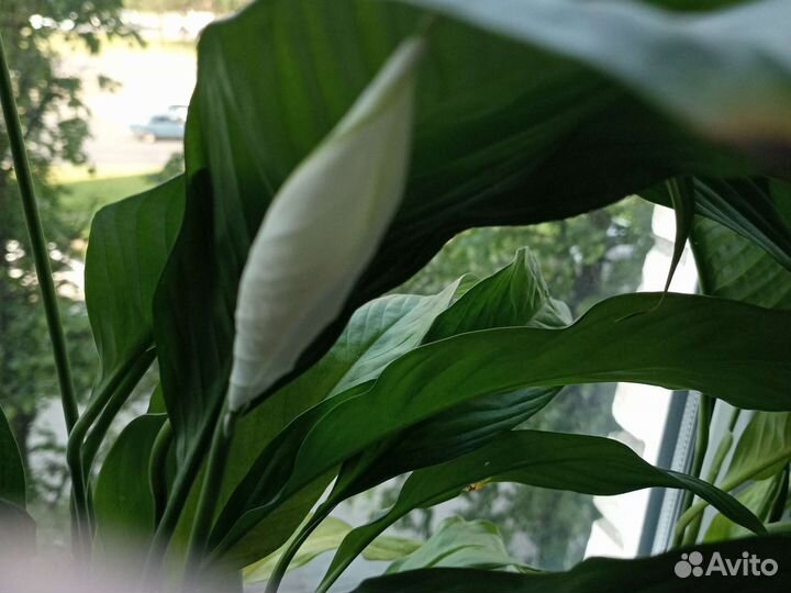 Комнатные растения