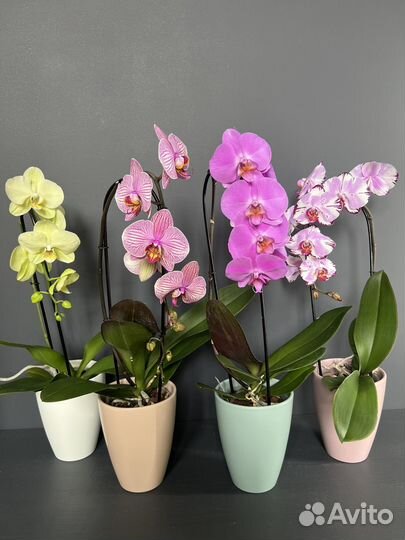 Орхидея фаленопсис