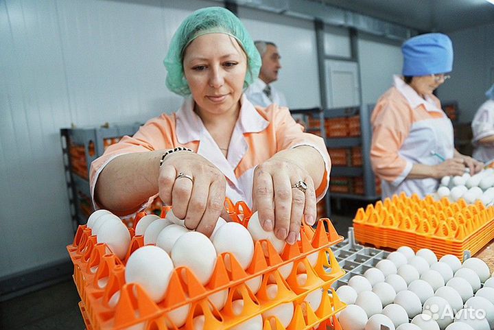Сборщики(цы) яиц.Вахта в Челябинске
