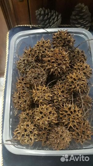 Сухоцветы для поделок