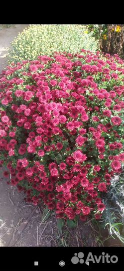 Хризантема мультифлора