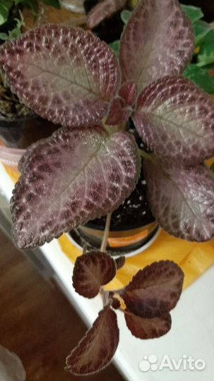 Хойи и эписции