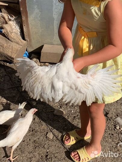 Яйцо леггорн