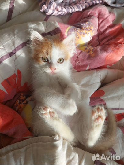 Кошка