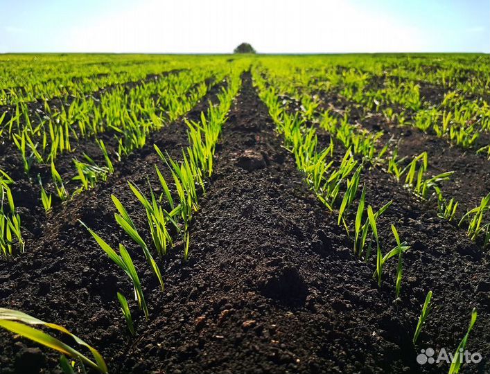 Чернозём пескогрунт плодородка