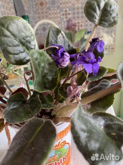 Цветущие фиалки