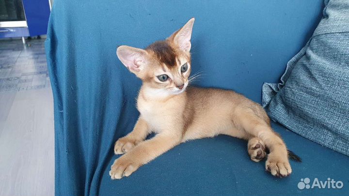 Абиссинская кошка. Премиум класс