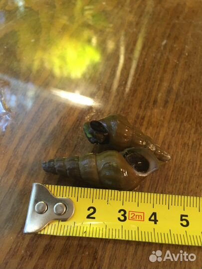 Улитка Геркулес. уф-стерилизатор. Корм Тетра