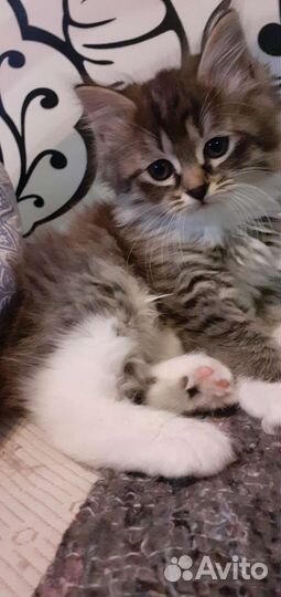 Курильский бобтейл